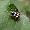 Ladybird Beetle.
