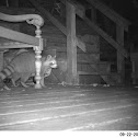 Raccoon