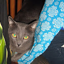 Domestic Cat