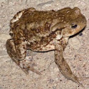 European toad