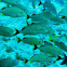 Bluestripped Grunt