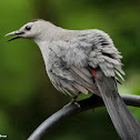 Gray catbird