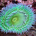 Giant Green Anemone