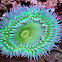 Giant Green Anemone