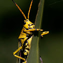 Grasshopper