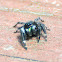 Bold jumping spider