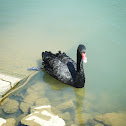 Black Swan
