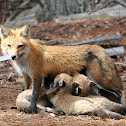 Red Fox