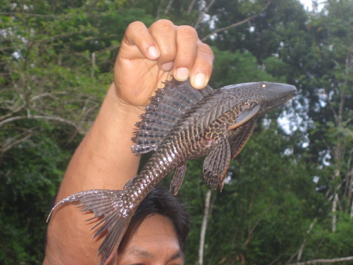 Armored Catfish Project Noah