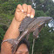 Armored Catfish