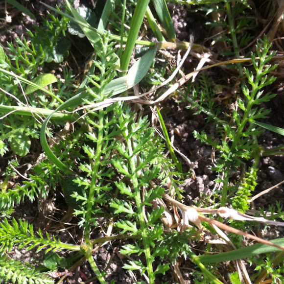 Spotting Image 1