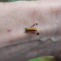 Yellow Fly