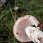 Woodwax sp.?