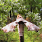 Moth - Spotted Apatelodes - Hodges#7663