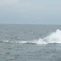 Humpback Whale