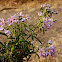 Solanum