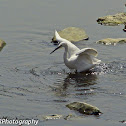Great Egret