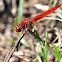 Red Basker