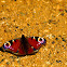 Peacock Butterfly