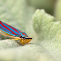 Candy-striped leafhopper