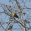green pigeon