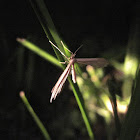 Plume Moth