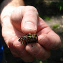 Northern Green Frog