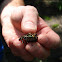 Northern Green Frog