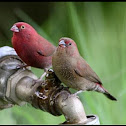 Finches
