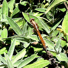 Libélula (hembra)