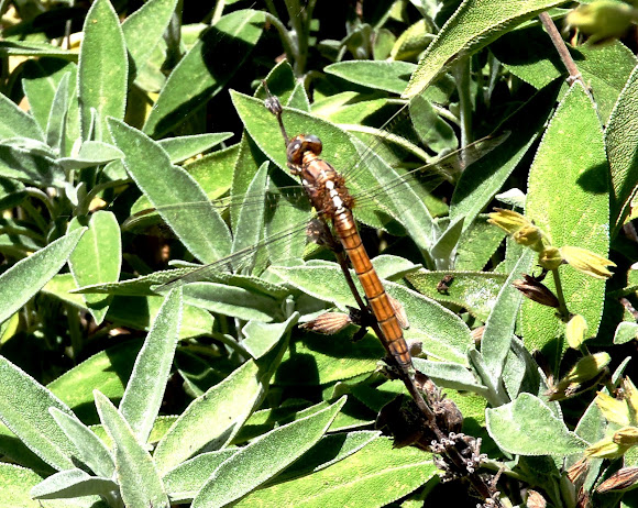 Spotting Image 1