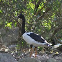Magpie Goose