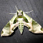 Eumorpha Pandorus