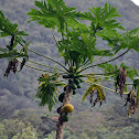 papaya