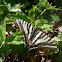 Zebra Swallowtail