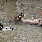 mallard