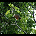 Hoatzin