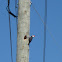 Pileated Woodpecker