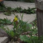 American Goldfinch