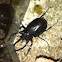 Atlas beetle