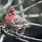 House Finch