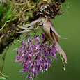 Orchids from Costa Rica