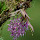 Orchids from Costa Rica