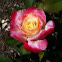 Pink & Yellow Rose