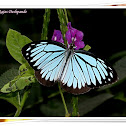 Common Wanderer Butterfly