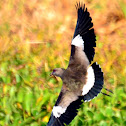 Southern Lapwing