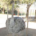Ostrich