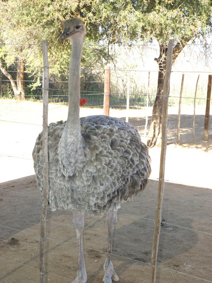 Spotting Image 1