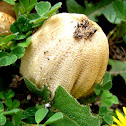 Coprinellus micaceus