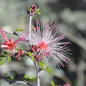 Fairy Duster